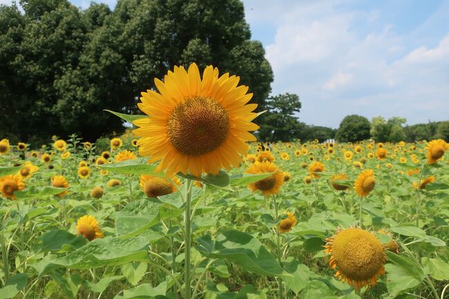 万博記念公園 ひまわりフェスタ<br />2021年7月17日(土)～8月9日(月/祝)<br />「チューリップの花園」の約4,000㎡の面積に、26品種、約12,000本のヒマワリ畑！！<br />すごい数のひまわりでした。万博最高。毎年やってほしいな。<br /><br />～万博記念公園ホームページ～<br />http://www.expo70-park.jp/<br />入園料 大人260円、中小生80円<br />(JAF割で210円)<br /><br /><br />～駐車料金～<br />【公園】<br />平日<br />2時間まで410円、3時間まで620円、4時間まで830円、4時間超1,100円<br />土曜日・日曜日・祝日<br />2時間まで620円、3時間まで930円、4時間まで1,240円、4時間超1,600円<br />【エキスポシティ】<br />お買い上げ金額 無料サービス時間<br />平日<br />お買い上げなし2時間無料、2,000円以上合計3時間無料、5,000円以上合計4時間無料、10,000円以上合計5時間無料<br />土・日・祝<br />お買い上げなし1時間無料、2,000円以上合計1時間無料、5,000円以上合計2時間無料、10,000円以上合計3時間無料<br />基本料金：30分ごとに200円<br />三井ショッピングパークポイントカード会員は+1時間無料