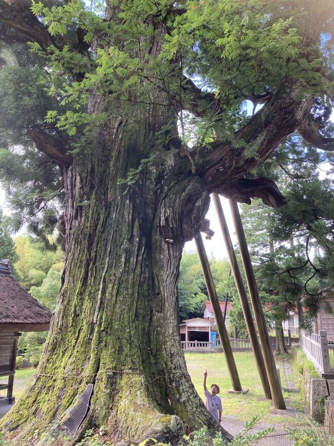 隠岐の旅最終日は、観光タクシーをキャンセルし、1日目のレンタカーやさんの叔父さんの勧めに従い、再度レンタカーで島後隠岐の島を回ります。コースは観光タクシーさんの3時間コースを参考に計画。（申し訳ありませんでした。）<br />　・八百杉・玉若酢命神社・億岐家住宅、宝物館・隠岐国分寺・水若酢神社・白島展望台<br />　・島根の名水・かぶら杉・船小屋群・・・フィッシャーマンズワーフでランチ<br />古い文化の歴史をしるした隠岐、それ以上に長い大地の歴史を刻んだ隠岐の魅力を満喫した一日になりました。、<br />