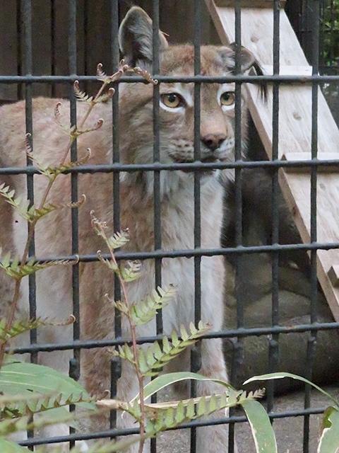 ポテト&チップス同居解消後でガッカリ【羽村動物公園】