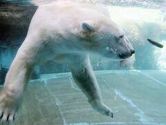 東海レッサーパンダ遠征・車デビューの愛知（６）のんほいパーク：アジアゾウたちやマレーグマなど意外に多かった他園でなじみのある子たち他