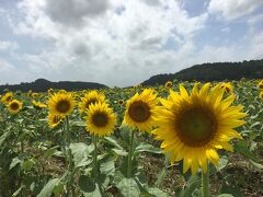 栃木たび～益子焼体験、ひまわり畑、やな、サンタの家