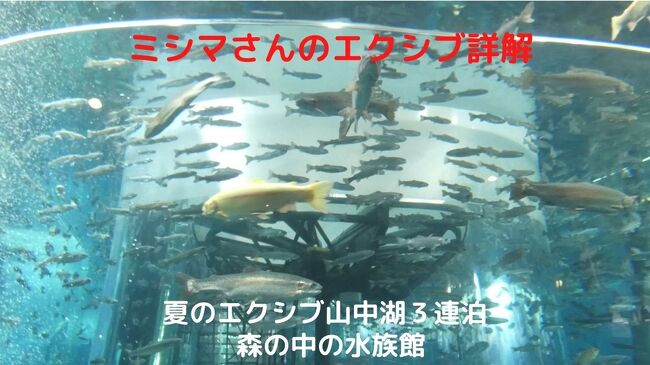 夏のエクシブ山中湖3連泊 山梨県立富士湧水の里 森の中の水族館 忍野 山梨県 の旅行記 ブログ By ミシマさん フォートラベル 夏のエクシブ山中湖3連泊 山梨県立富士湧水の里 森の中の水族館 忍野 山梨県 の旅行記 ブログ By ミシマさん フォートラベル