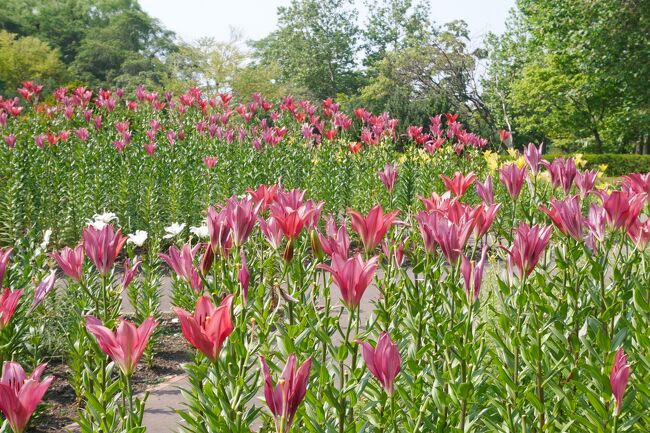 我が家がよく行く札幌の緑化公園の一つ「百合が原公園」<br /><br />名前の通り、百合がたくさん植えられているけど、有名なのはよくテレビニュースでも取り上げられる5月の「チューリップとムスカリ」かも。<br /><br />でも、やっぱり百合のシーズンには一度は足を運びたくなります。<br />ということで、シーズン真っただ中の百合を見に行ってきました。