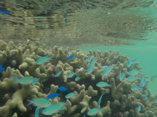 南国好き！シュノーケル大好き！<br />整体の先生に勧められて念願の宮古島に行ってきました。<br />緊急事態宣言下だけど、宮古空港から宿への移動を含め現地では自転車移動のみなので大丈夫！と強行突破。<br />あいにくの台風の影響で天気はあんまり良くはなかったけど、楽しかった～。<br />絶対また行くぞ。