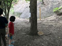 大久野島　子連れ旅行　10歳　5歳