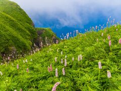 馬鈴薯の花咲く美瑛丘巡り＆初めての礼文島８日間の旅(２)