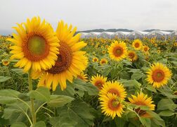 ２０１１年８月　山陽小野田市　花の海にひまわりを見に行きました。みちしおでランチ。