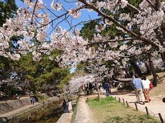 夙川公園の桜