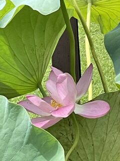 花を探して　千葉公園