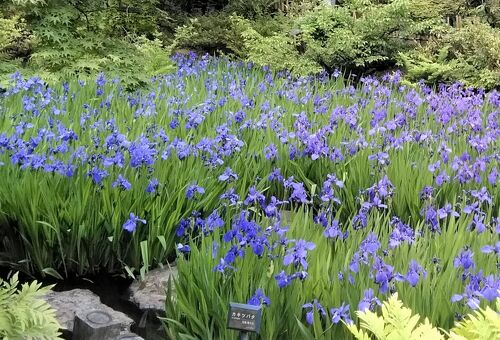 2019年5月東京の旅2 青山「茶洒 金田中」＆根津美術館のカキツバタを