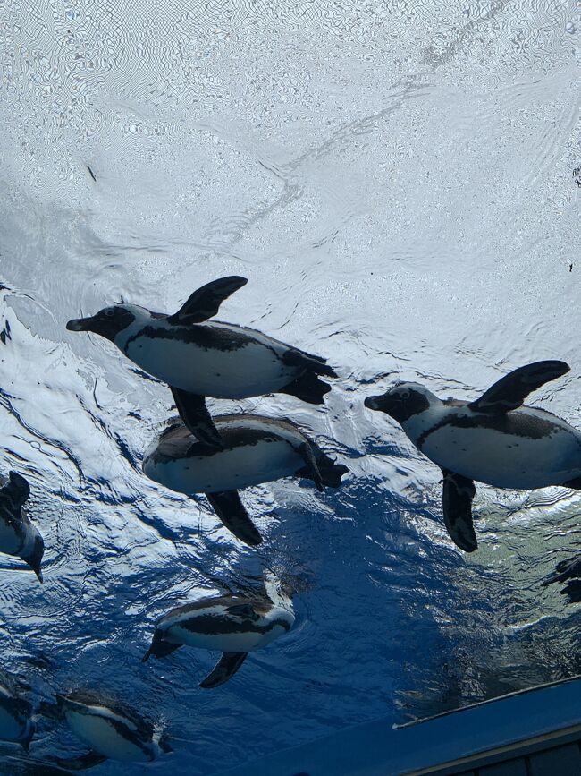 昨年からコロナで引き延ばした『サンシャイン水族館』<br />待てどもコロナの落ち着いた日本が戻ってこない。<br />有効期限も３末まで。<br />行こう、仕方ない・・・<br />本当は３人で行くはずだったけど<br />心配性のよっちゃんは今回パスで千夏と２人。<br /><br />そしてコロナの影響か大好きだった<br />『TAKANOフルーツパーラー』の閉店のニュース。<br />3/30行ってきました。<br /><br />憎きコロナ！！<br />早く平和な日が来ないかな・・・