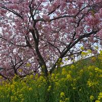 早春伊豆旅行　1泊2日　２日目　河津桜と港町