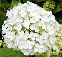  恵みの雨 ★ イコロの森  8月