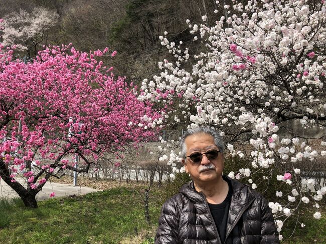 今年は桜が早かった。<br />以前から高遠の桜を見たいと思っていたので、例年の満開に合わせ日程を組んだが、今年の満開はいつもより1週間ほど早く、高遠の桜は最後に近かった。<br />高遠城址公園の警備スタッフと雑談をしていると、今は花桃が盛りだという。<br />花桃の名所は飯田の花桃街道周辺、昼神温泉も期待できるとのこと。<br />花を求めて飯田市から阿智村まで足を伸ばした。