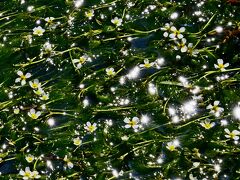 初夏を告げる、夏の涼しさを求めて治左川では梅花藻が咲いてます。