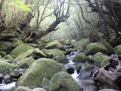 屋久島 白谷雲水峡_Shiratani Unsuikyo　『苔むす森』と『太鼓岩』！人と森林が手軽にふれあえる自然休養林