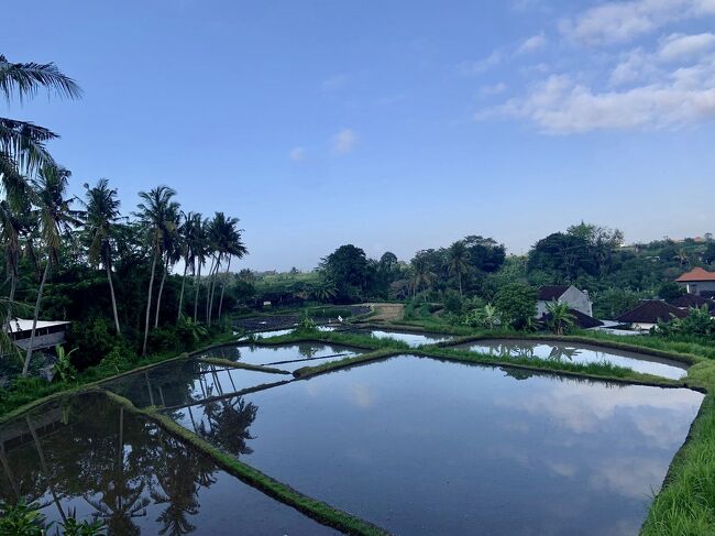 私の家から見た、朝の景色です。<br />田植え前の田んぼ。<br />張られた水が鏡みたい。<br />綺麗な空や椰子の木が写って、素敵な自然の風景です。<br />うーん、癒されますー。