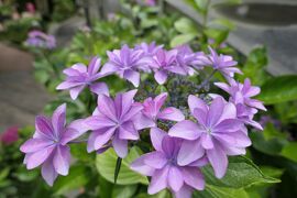 初夏の箱根旅行♪　Vol.29 ☆強羅：煌めく初夏の「箱根強羅公園」♪