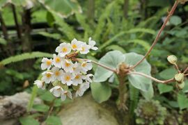 初夏の箱根旅行♪　Vol.31 ☆強羅：煌めく初夏の「箱根強羅公園」♪