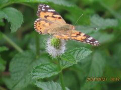 2021森のさんぽ道で見られた蝶(38)ヒメアカタテハ、ルリタテハ、ツマグロヒョウモン、ツバメシジミ等