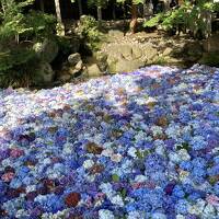 茨城・福島旅行　紫陽花で映えたい旅　1日目