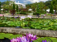 「あしかがフラワーパーク」の熱帯性スイレン_2021（3）_花数増えて綺麗です（栃木県・足利市）