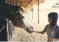 Thailand 古き良きおもひで (8/15)　 　　　カンチャナブリの乗馬キャンプ