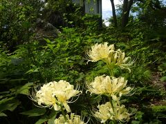 「常楽寺」のヒガンバナ_2021_淡黄色の花が、咲いています。（群馬県・太田市）