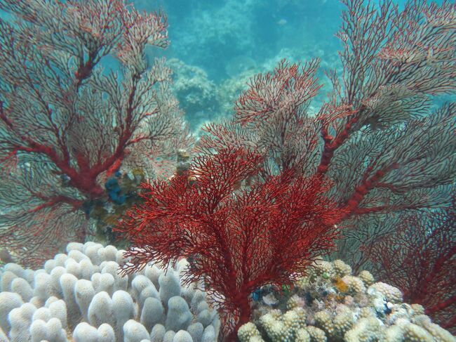 黒島滞在3日目です。<br /><br />台風の余波も落ち着き、今日はパナリへのシュノーケリングツアーです。<br />前回はツバメウオの群れやイソバナも見れたけど今回はどうかなぁ。<br />少し波があるのが気になりますが、水中用のデジカメも新しくなったので、<br />今回はちゃんと写真撮れそうです。<br />ツアー自体も楽しみだけど、お弁当付きなのでお昼の心配がないことが、<br />嬉しい。(^▽^;)<br /><br /><br />＜日程＞<br />　2021/7/25(日)：羽田→石垣島→黒島<br />　2021/7/26(月)：黒島<br />●2021/7/27(火)：黒島<br />　2021/7/28(水)：黒島<br />　2021/7/29(木)：黒島→西表島<br />　2021/7/30(金)：西表島<br />　2021/7/31(土)：西表島→石垣島<br />　2021/8/01(日)：石垣島→羽田<br /><br />＜宿泊＞<br />黒島・なかた荘<br /><br />＜シュノーケリングツアー＞<br />ふしまマリンサービス<br />パナリたっぷりシュノーケリング（お弁当付き）：￥9,850