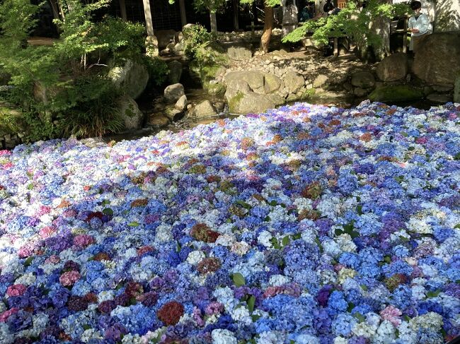 キレイな紫陽花が見られてSNSでも人気のお寺があるということで、茨城県に行きました。<br /><br />ちょうどスターバックスの地域限定フラペチーノも始まったことから茨城県、福島県と観光がてら飲みに行きました。