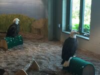 ミネソタ州 ワバシャ　－　国立イーグルセンターでハクトウワシ（白頭鷲）を近くで見て大好きになりました。