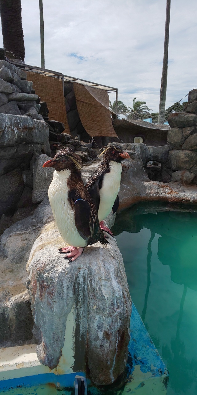 三浦半島の水族館「京急油壺マリンパーク」(神奈川県三浦市)が2021年9月30日(木)をもって閉館します。<br /><br />近隣エリアの「横浜・八景島シーパラダイス」「新江ノ島水族館」といった新しい競合施設との差別化を図るため、館内を含めてペットの同伴入場を認め、ドッグランを充実させるなど独自の施策を行ってきました。しかしながら、建物や設備の老朽化は著しく、これ以上の維持管理は困難であると判断され、53年間の歴史に幕を下ろすことになりました。<br />ーーーーー<br />2021年5月21日　鉄道・旅行ニュースより<br /><br />ほぼ同い年のマリンパーク…<br />やっぱ老朽化するよねえ…<br />お金もかかるし…<br /><br />行かなくては…！<br /><br /><br /><br />