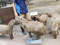 ベビーが成長した８月半ばの埼玉こども動物自然公園（東園）今回はコアラ全員＆カピバラ体重測定～カンガルーとワラビーとクオッカベビーの写真は微妙