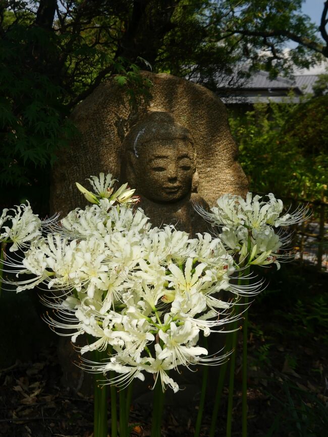 「常楽寺」のヒガンバナ_2021（2）_白が、見頃になりました。（群馬県・太田市）