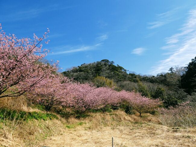鋸南は日本一の桜の里？というので行ってみました。2月の話ですが・・・