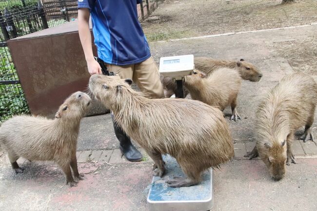 ベビーが成長した8月半ばの埼玉こども動物自然公園 東園 今回はコアラ全員 カピバラ体重測定 カンガルーとワラビーとクオッカベビーの写真は微妙 東松山 埼玉県 の旅行記 ブログ By まみさん フォートラベル ベビーが成長した8月半ばの埼玉こども動物自然公園 東園 今回はコアラ全員 カピバラ体重測定 カンガルーとワラビーとクオッカベビーの写真は微妙 東松山 埼玉県 の旅行記 ブログ By まみさん フォートラベル