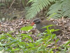 ヤンバルクイナ他沖縄固有種の野鳥との出会いを求めて国頭村へ