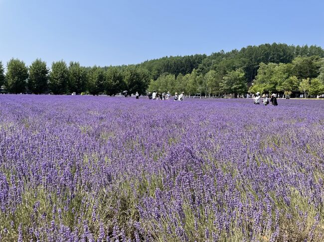 2021.07 ２年連続、盛夏の花巡り①…富良野「風のガーデン」と「ファーム富田」