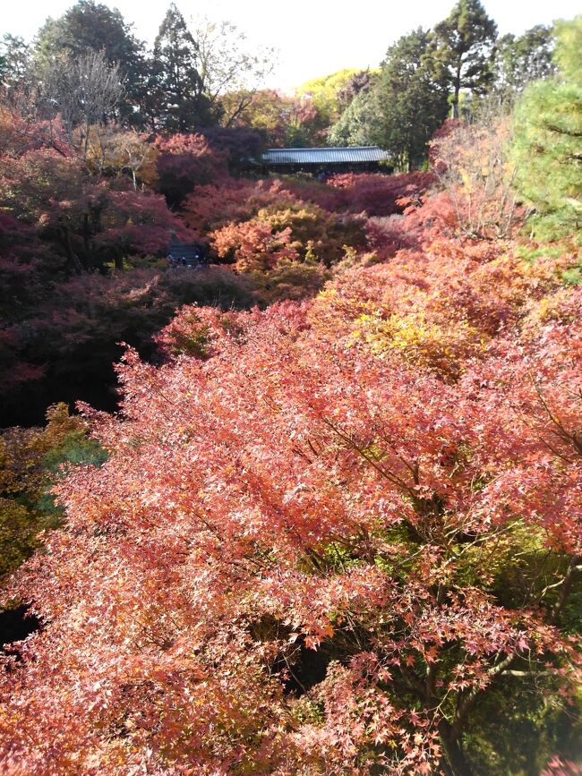 紅葉の時期に京都へ行ってみたいねと話してから、何年経っただろうか。いつの間にか外国人旅行者が増えて、大混雑になっていると聞いて行けないままでした。しかしコロナの影響で外国人が来なくなり、静かな京都になっていると地元の人から聞いたため、出かけて見る気持ちになりました。<br /><br />久しぶりの新幹線と駅弁、食べてから少し休んでいるうちに着いてしまったくらいに感じました。京都駅では荷物をホテルまでの配送にして預け、奈良線に一駅乗って東福寺駅へ。一日目は午後からのため、駅から歩いて行ける紅葉を散策することにしました。<br /><br />まずは、駅から近い勝林寺へ。昔に何度も京都へ来ていながら、このお寺さんは初めてです。4トラの京都旅行記を見ていて知り、花手水を見たくなったのです。小さめのお寺ですが、あちこちに花やお面を飾っていました。紅葉よりも、皆さん花の写真を撮る方が沢山いました。<br /><br />次は有名な東福寺へ。ここは団体の旅行グループも来ていました。紅葉の混雑時は橋の上からの写真撮影を禁止したこともあるそうですが、特に規制はありませんでした。人は多めに感じますが、紅葉見物の流れが止まるほどでもなくスムーズに見られました。<br /><br />人の多いお寺を見たので、近くの光明院へ。小さなお寺ですが、石庭が有名で静かだと聞いたので。それでも紅葉の季節ですから、十人ちょっとの人がいました。ここではゆっくりと腰を下ろして庭と向かい合えました。<br /><br />すでにホテルのチェックイン時間も過ぎているため、最後はさらに歩いて伏見稲荷大社へ。ここの紅色は鳥居の色でしょうか。紅葉よりもはるかに多いのではと思われる鳥居をくぐって一回りしました。<br /><br />何処も紅葉真っ盛りで、駅から近い所でこれだけ見られるとは。一日目からたっぷりと季節の景色を味わい、かなり歩いた気がしました。<br />