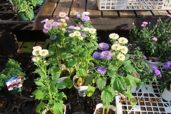 8月25日、午後4時過ぎにビバホームの中にあるガーデンセンターを訪問しました。　ガーデンセンターの中でPRされている花や野菜を見るために訪問しました。　秋の花や野菜が陳列されていました。　花では女郎花、リンドウ、五色トウガラシが目につきました。<br /><br /><br /><br /><br />*写真は美しかったアスターマツモト