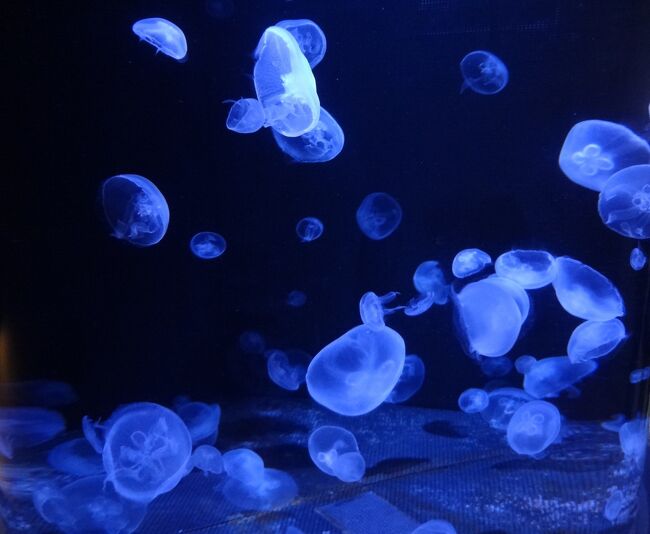 夏の男鹿半島一周の旅。<br />入道崎、男鹿水族館、男鹿温泉、誰もが知る風光明媚なところばかりを二泊三日でめぐってきました。<br />水族館からご案内