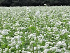 2021年8月福島県会津猿楽台地に咲く白いそばの花。