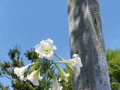 「正法寺」のユリ_2021_ヒガンバナは気配なし、終盤のユリが咲いてました（群馬県・太田市）