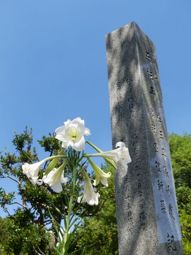 太田市の「正法寺」へ、ヒガンバナの様子を見に行きましたが、何の気配もありません。まだ早過ぎて、芽もでていませんでした。<br /><br />境内ではユリ（テッポウユリ？）が、咲き残っていました。