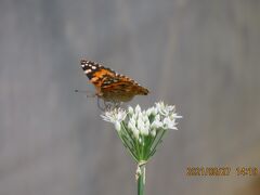 2021森のさんぽ道で見られた蝶(39)ヒメアカタテハ、イチモンジセセリ、コミスジ、アカボシゴマダラ等