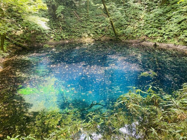 47都道府県唯一の未踏の地、秋田県(昔過ぎて写真がないなどの理由で4トラ的にはまだ埋まってないところもあります)。コロナの影響で年末・2月と過去2回訪問を断念しましたが、今回は「男鹿水族館のホッキョクグマの赤ちゃんを見たい」という理由で決行しちゃいました。<br /><br />初日で目的は果たしたので、あとは以前から興味があった「五能線」と「秋田内陸縦貫鉄道」の乗り鉄旅へとルートを移します。<br /><br />2日目は五能線で青森県の弘前まで移動します。以前から途中下車して観光したい場所をピックアップして本数の少ない電車でどう回るかいくつもルートの候補を考えていました。<br /><br />今回寄りたいところは<br />1.十二湖…これは冬は行けないので今回はマスト<br />2.不老ふ死温泉で宿泊<br /><br />が理想だったのですが不老ふ死温泉が満室だったため断念し、だったらもう一箇所くらい降りたいということで<br /><br />3.千畳敷　を選択。<br /><br />更に<br /><br />4.不老ふ死温泉に泊まれないので翌日以降の移動に便利なようにこの日のうちに弘前まで一気に行く<br />5.五能線には「リゾートしらかみ」という便利な観光特急が走っているが、これは午前中の便は千畳敷に停まらない。<br /><br />6.ローカル線も経験したい<br /><br />という条件のもと、<br />6:13秋田→7:11東能代<br />7:25東能代→9:59千畳敷　五能線ローカル線下り<br />10:30千畳敷→11:25十二湖　リゾートしらかみ上り<br />15:57十二湖→18:54弘前　リゾートしらかみ下り<br /><br />という行ったり来たりする変則ルートを取ることに。<br /><br />なおリゾートしらかみは見所のある駅だと途中下車できる時間を取ってくれるので、十二湖と千畳敷に寄るだけならリゾートしらかみのみ2本組み合わせるプランでも行けます。ただリゾートしらかみは千畳敷での停車時間が15分間しかないので、このローカルと反対方向のリゾートしらかみを組み合わせるルートだと30分時間が取れるのはありがたいです。<br /><br /><br />今回の旅程<br />7月21日　東京→<br />7月22日　→秋田→男鹿→秋田<br />7月23日　秋田→千畳敷→十二湖 ★いまここ →弘前 <br />7月24日　弘前→阿仁マタギ→角館<br />7月25日　角館→<br />7月26日　→東京