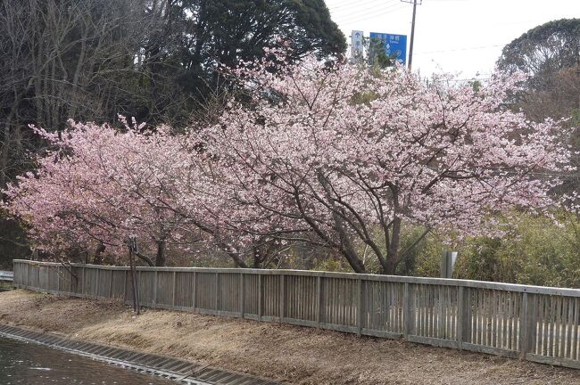  茨城県水郷県民の森主催の自然観察会に参加して、バードウォッチングを楽しみました。<br /><br />表紙写真は、茨城県水郷県民の森大膳池の河津桜です。