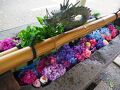 桜川の旅行記