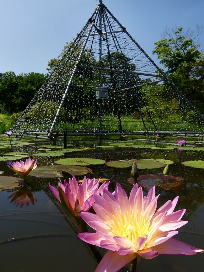 「あしかがフラワーパーク」の夏のイベントが終了した翌日、スモール・ジャングルを見に行ったら、入園時にいただいた案内図に、”西の池にも熱帯性スイレンがある”とのこと、で見てきました。<br /><br />”西の池”とは、きばな藤と大長藤の間のピラミッドがある池で、私は勝手に「ピラミッドの池」と呼んでいます。<br />