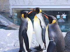 旭山動物園ペンギン＆アザラシ他